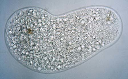 Pelomyxa MicUK Amoebas are more than just blobs