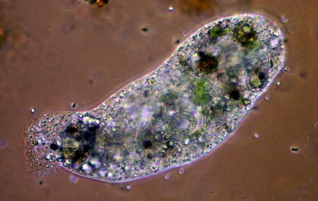 Pelomyxa Pelomyxa binucleata Microworld