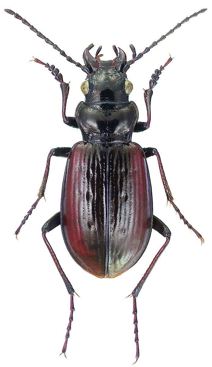 Pelophila