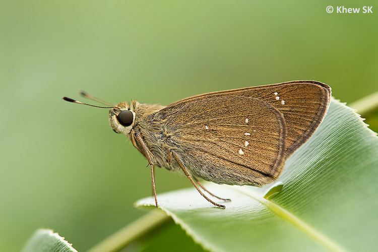 Pelopidas agna Butterflies of Singapore Life History of the Bengal Swift