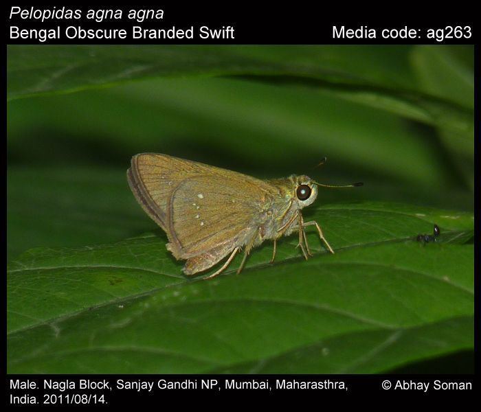Pelopidas agna Pelopidas agna Obscure Branded Swift Butterflies of India