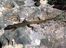 Peloponnese wall lizard httpsuploadwikimediaorgwikipediacommonsthu