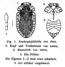 Peloridium hammoniorum httpsuploadwikimediaorgwikipediacommonsthu