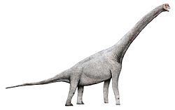 Pelorosaurus Pelorosaurus Wikipedia