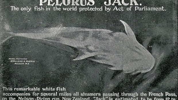 Pelorus Jack An ode to a friendly dolphin Remembering Pelorus Jack Stuffconz