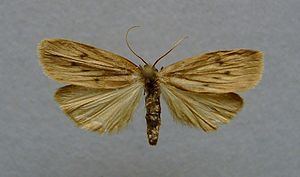 Pelosia obtusa httpsuploadwikimediaorgwikipediacommonsthu