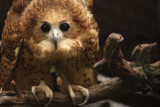 Pel's fishing owl Pel39s Fishing Owl The African Bird of Prey Sanctuary