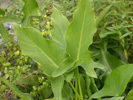 Peltandra Peltandra virginica Arrow Arum Baker Environmental Nursery