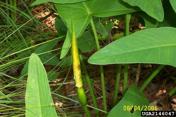 Peltandra Peltandra virginica green arrowarum Go Botany