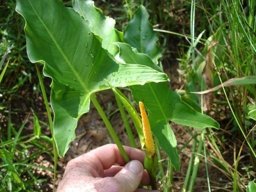 Peltandra virginica Arrow Arum Outdoor Alabama