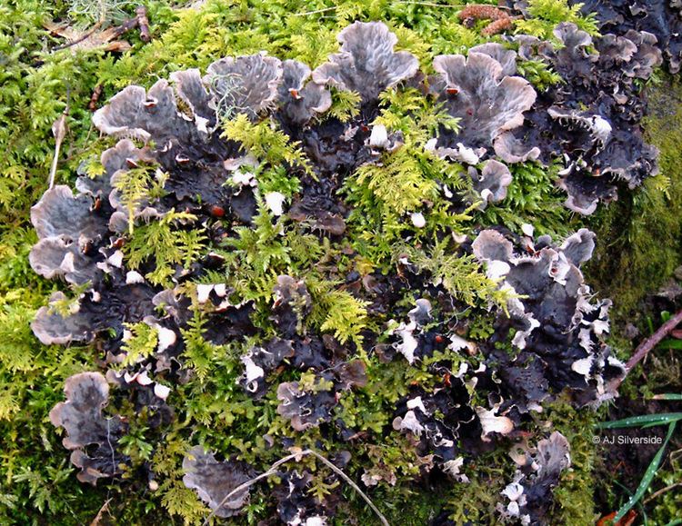 Peltigera Peltigera membranacea images of British lichens