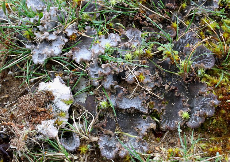 Peltigera Peltigera canina images of British lichens