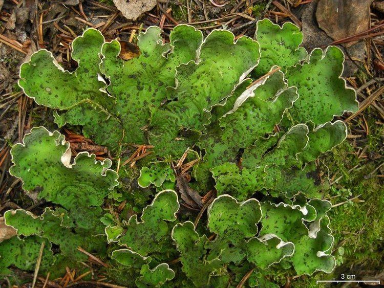 Peltigera aphthosa Ways of Enlichenment Lichens of North America