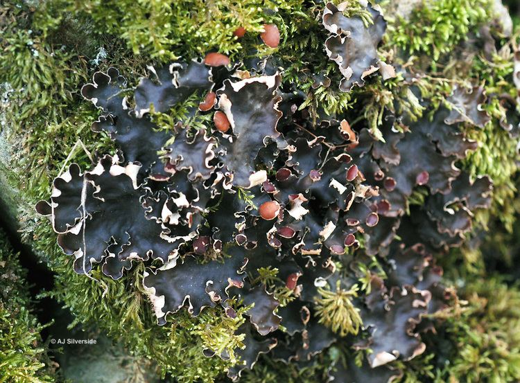 Peltigera Peltigera horizontalis images of British lichens