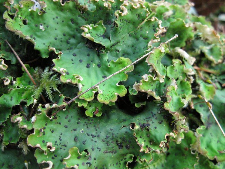 Peltigera leucophlebia Ways of Enlichenment Lichens of North America
