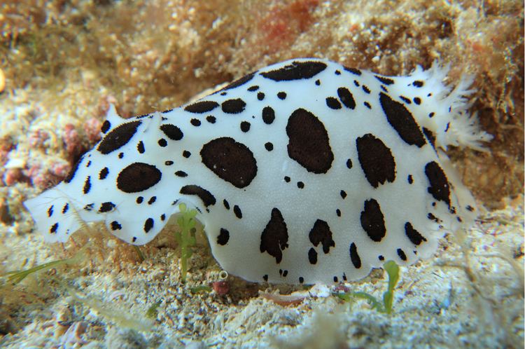 Peltodoris atromaculata Peltodoris atromaculata Dotted seaslug Discodoris atromaculata