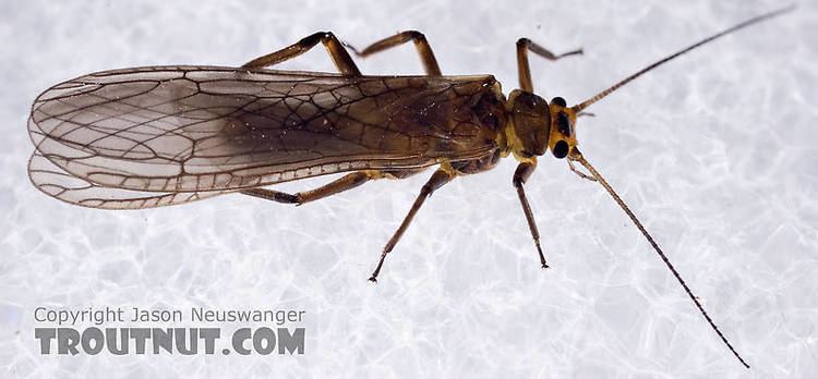 Peltoperlidae Peltoperlidae Roachflies Stonefly Adult Pictures