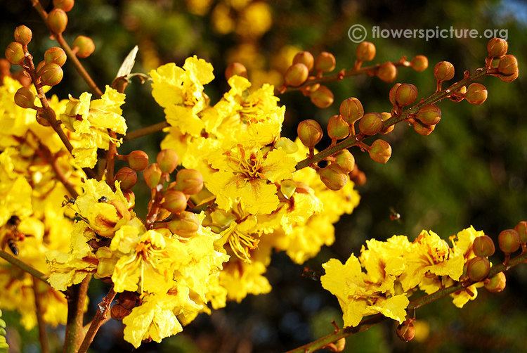 Peltophorum Yellow poinciana Peltophorum pterocarpum