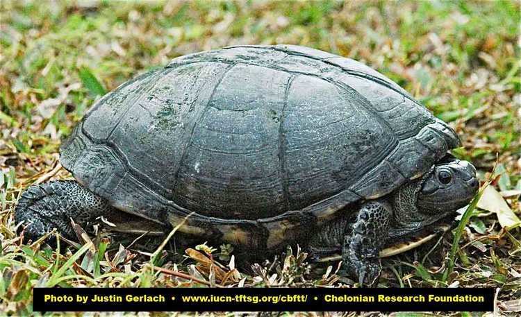 Pelusios Tortoise and Freshwater Turtle Specialist Group
