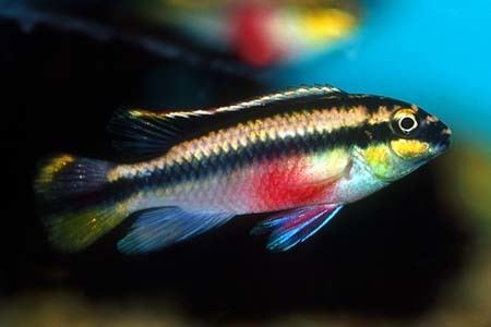 Pelvicachromis Pelvicachromis pulcher Kribensis Seriously Fish
