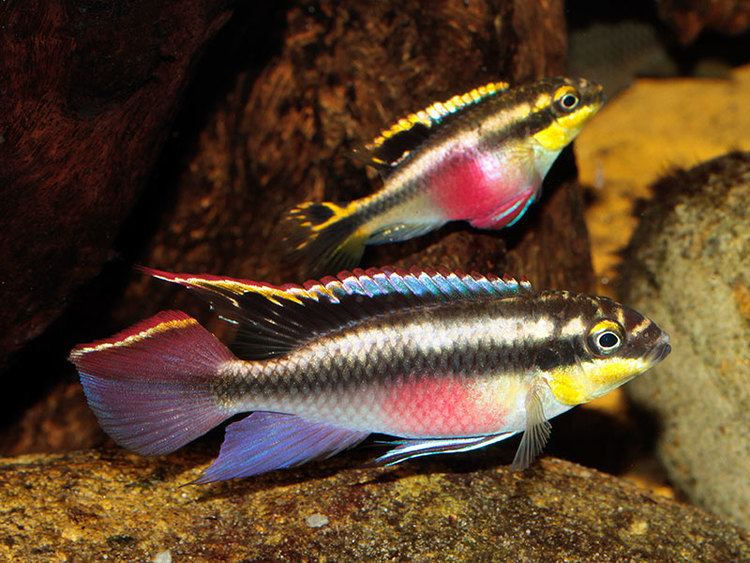Pelvicachromis pulcher Kribensis Pelvicachromis pulcher Fish Tanks and Ponds