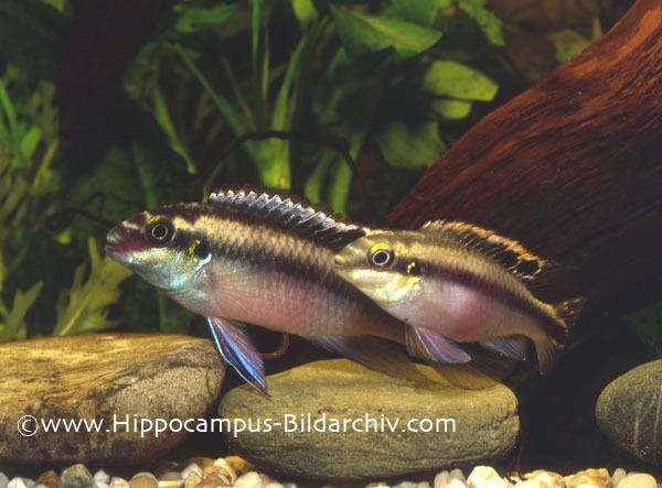 Pelvicachromis pulcher Pelvicachromis pulcher Kribensis Seriously Fish
