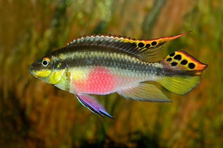 Pelvicachromis pulcher Pelvicachromis pulcher Kribensis Krib Cichlid Aquarium Finatics