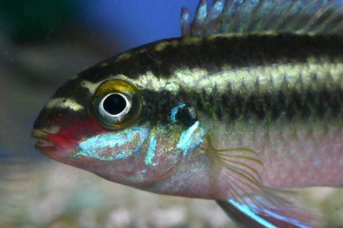 Pelvicachromis sacrimontis Green kribensis Pelvicachromis sacrimontis Practical Fishkeeping