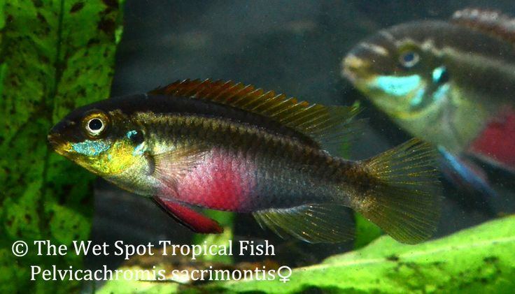 Pelvicachromis sacrimontis Pelvicachromis sacrimontis quotGiant Kribensisquot WILD Freshwater Fish