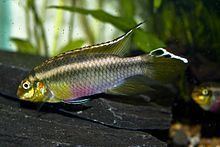 Pelvicachromis sacrimontis httpsuploadwikimediaorgwikipediacommonsthu