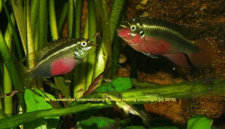 Pelvicachromis sacrimontis Pelvicachromis sacrimontis quotredquot Had them They are worth it Fish