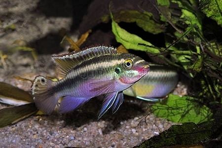 Pelvicachromis sacrimontis 1000 images about Pelvicachromis on Pinterest Spotlight Auction