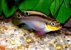 Pelvicachromis taeniatus httpsuploadwikimediaorgwikipediacommonsthu