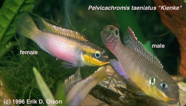 Pelvicachromis taeniatus Pelvicachromis taeniatus