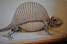 Pelycosaur httpsuploadwikimediaorgwikipediacommonsthu