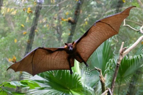 Pemba flying fox 1000 images about Flying Foxes on Pinterest In pictures Baby