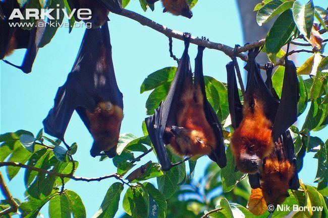 Pemba flying fox Pemba flying fox videos photos and facts Pteropus voeltzkowi ARKive