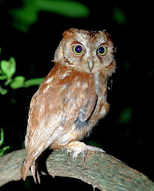 Pemba scops owl Pemba Scops Owl Otus pembaensis Information Pictures Sounds