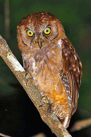 Pemba scops owl Pemba Scops Owl Otus pembaensis Planet of Birds