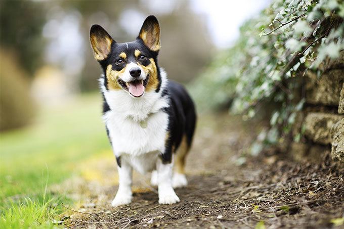 Pembroke Welsh Corgi Pembroke Welsh Corgi Dog Breed Information Pictures