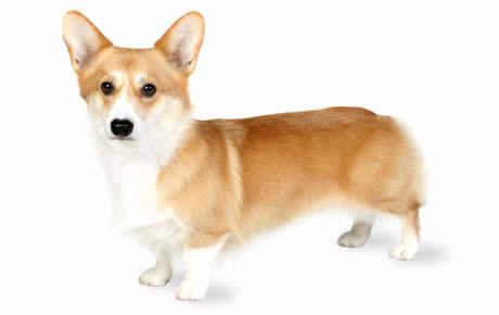 Pembroke Welsh Corgi Pembroke Welsh Corgi Dog Breed Information Pictures