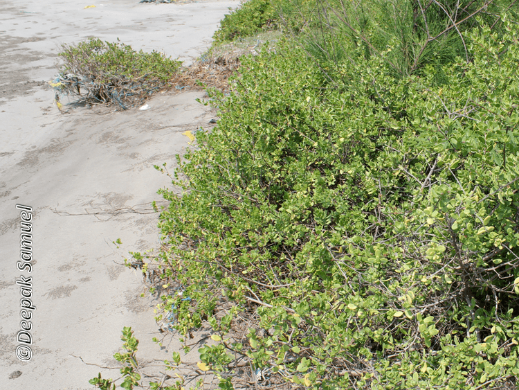 Pemphis THE BONSAI MANGROVE Pemphis acidula Forst amp Forst 1775