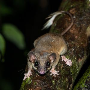 Pen-tailed treeshrew Way Kambas Sumatra mammal trip Aug 2014 Paul Carter