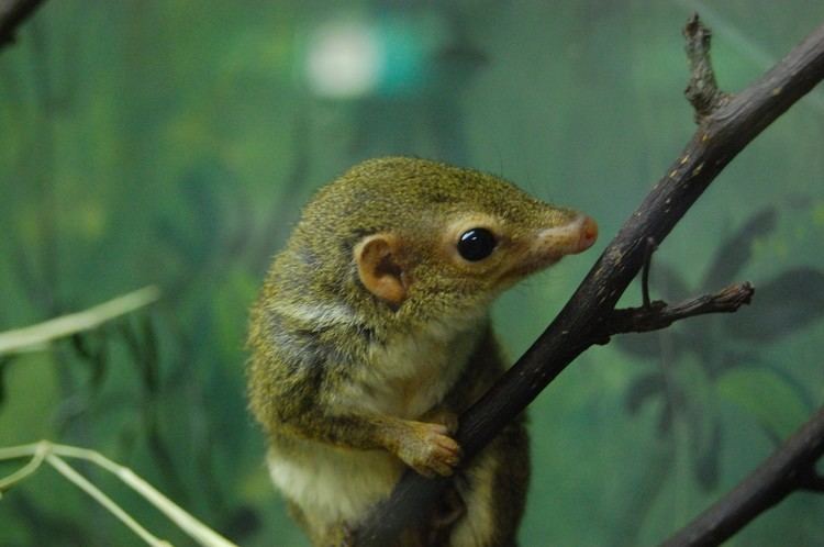 Pen-tailed treeshrew Animals Who Guzzle Alcohol Like Every Day Is A Mardi Gras Party