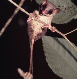 Pen-tailed treeshrew Pentailed tree shrew The Ever so Strange Animal Almanac