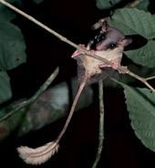 Pen-tailed treeshrew newsnationalgeographiccomnewsimagesthumbs080