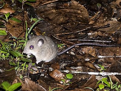 Pencil-tailed tree mouse wwwecologyasiacomimagespqrpenciltailedtree