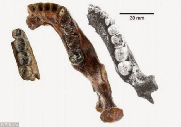 Penghu 1 Penghu 1 A New Species Of Ancient Man Discovered The Collective