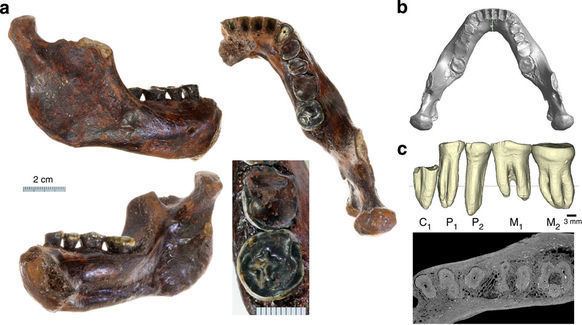 Penghu 1 The first archaic Homo from Taiwan Nature Communications