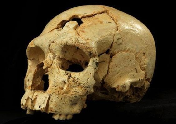 Penghu 1 New primitive human species discovered